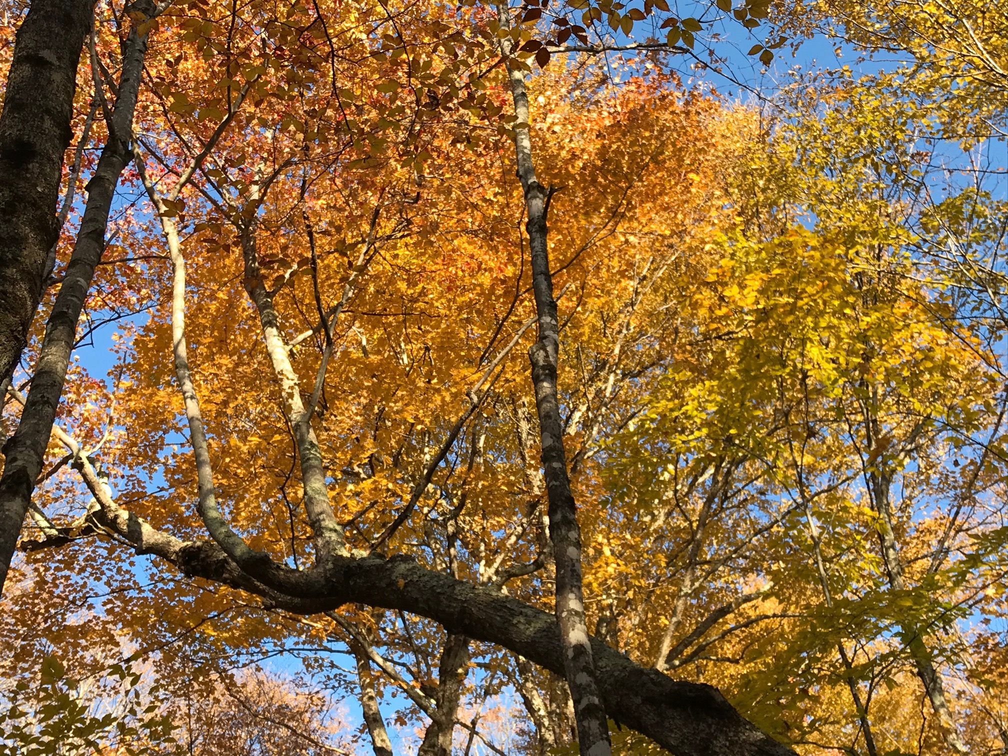 Reader submitted foliage photo from P. Clark.